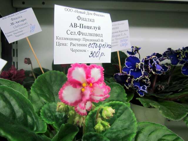 IMG_0160#001.jpg