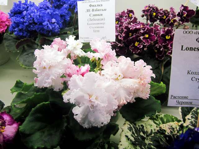 IMG_9883#001.jpg