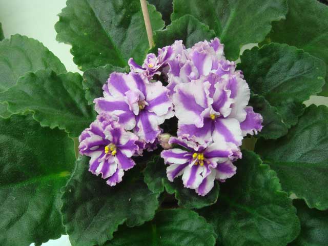 Suncoast-Peppermint-Kathy.jpg