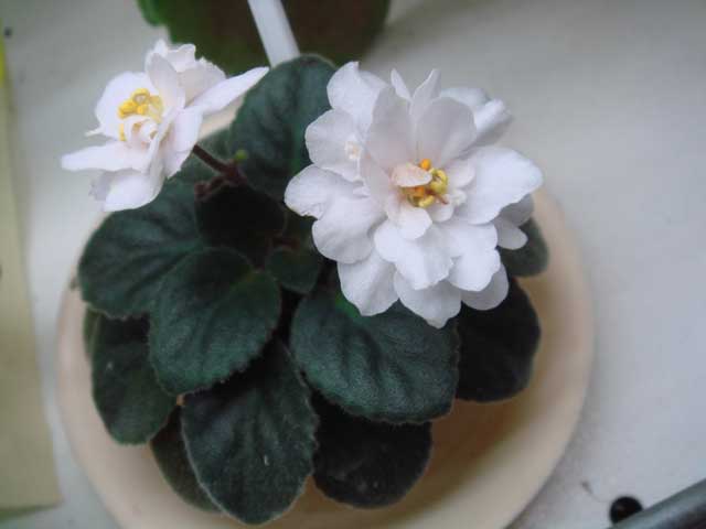 Jolly-Moonflower.jpg