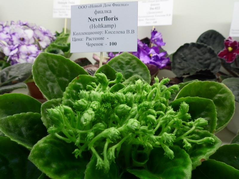 SAM_8061 Neverfloris (Киселева).jpg