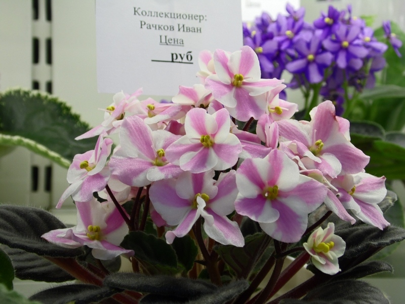 SAM_8119 Humako Sweet  (Рачков).jpg