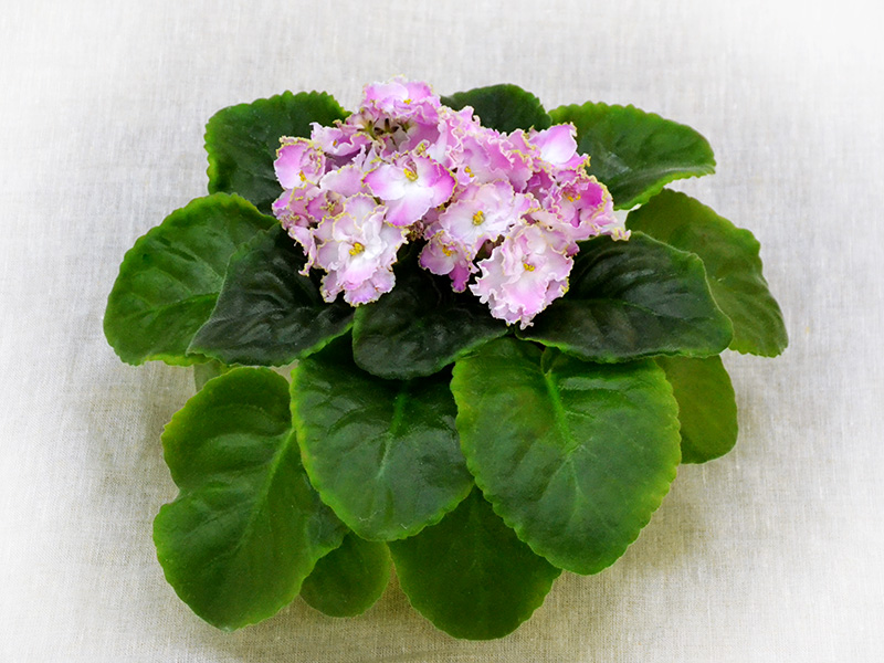 АВ-Сестрица Алёнушка (Фиалковод), колл.Л.Пак