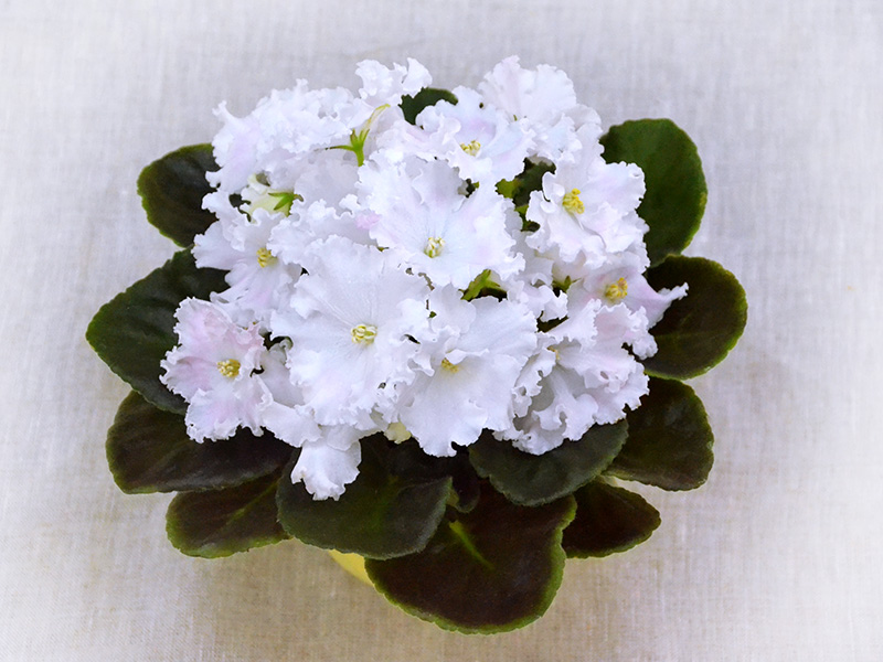 ЛЕ-Избранная (Е.Лебецкая), колл.Л.Тельных