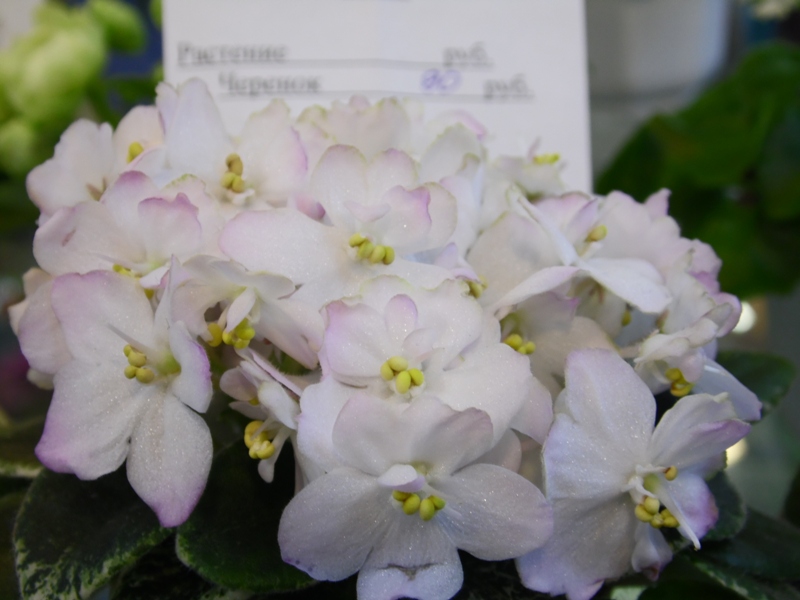 Shirl’s Touch o’ Pink (Стуленкова).JPG