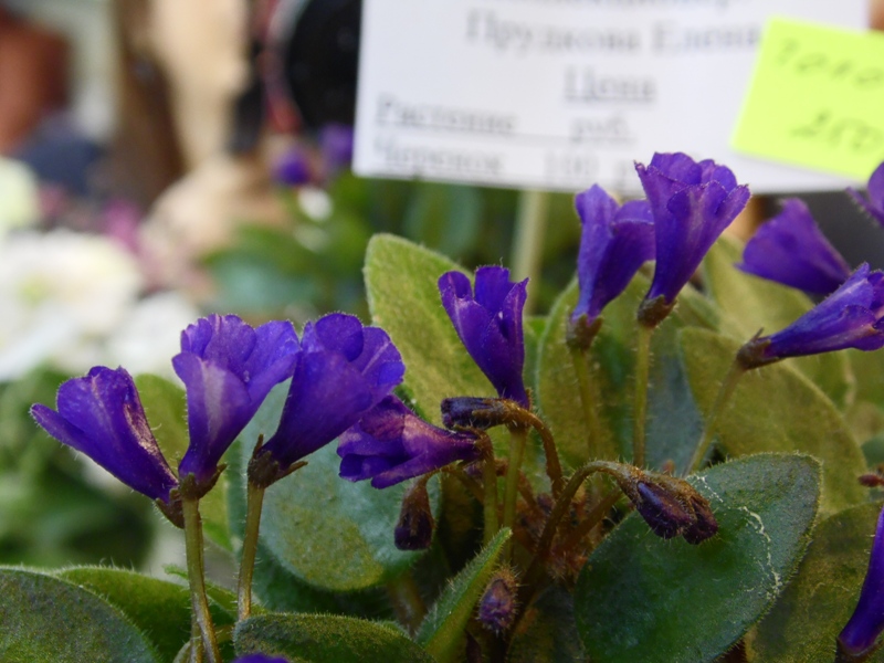 Vallarta Campanas Moradas (Прудкова).JPG