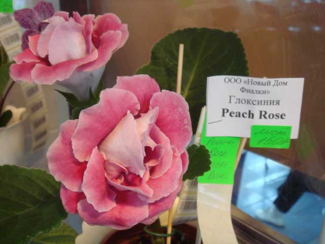 Peach-Rose.jpg