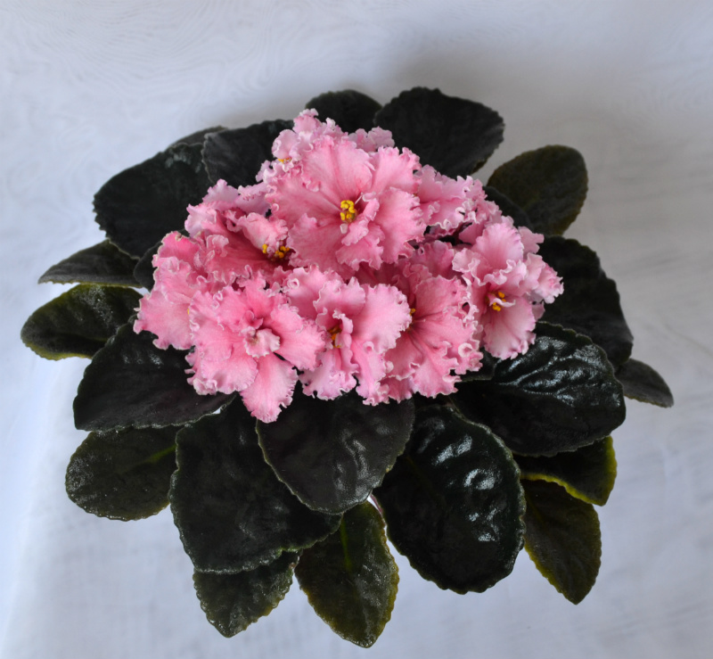 ЛЕ-Персиковое Сияние.JPG