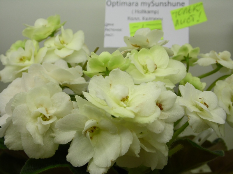 SAM_8981 Optimara MySunshune (Калгины).JPG