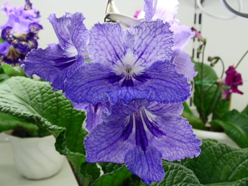 SAM_9294Viola (7004) (Дорофеев).JPG