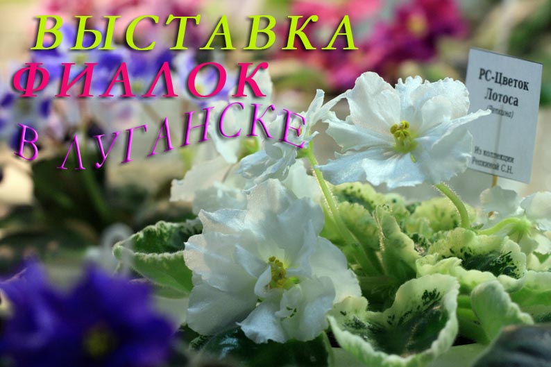 выстфиалIMG_2406.jpg