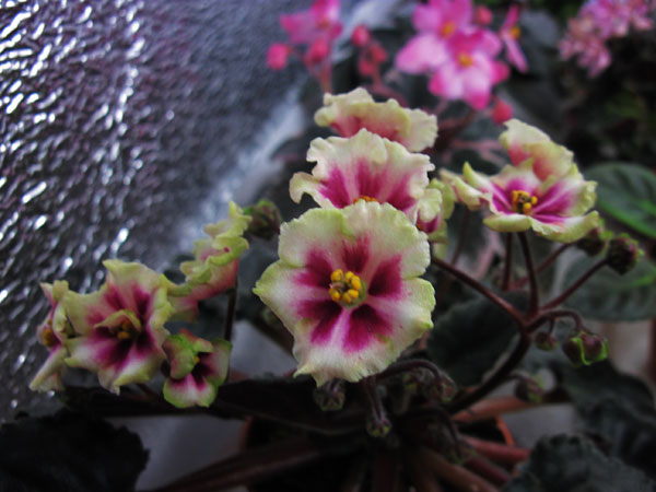 Allegro-Watermelon-Ruffles.jpg