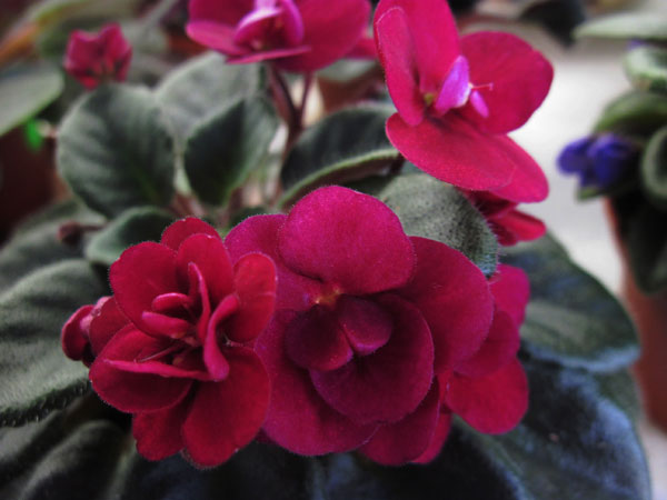 Precious-Red.jpg