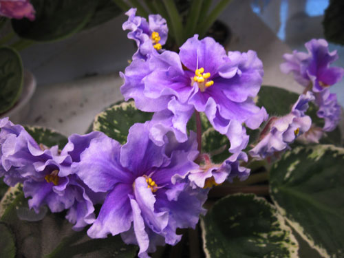 ЛЕ-Грезы-Султана.jpg