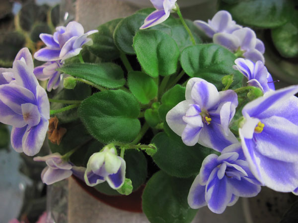 химера-Кристалл.jpg