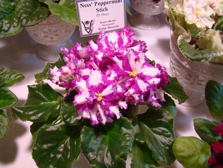 DSC04243.JPG