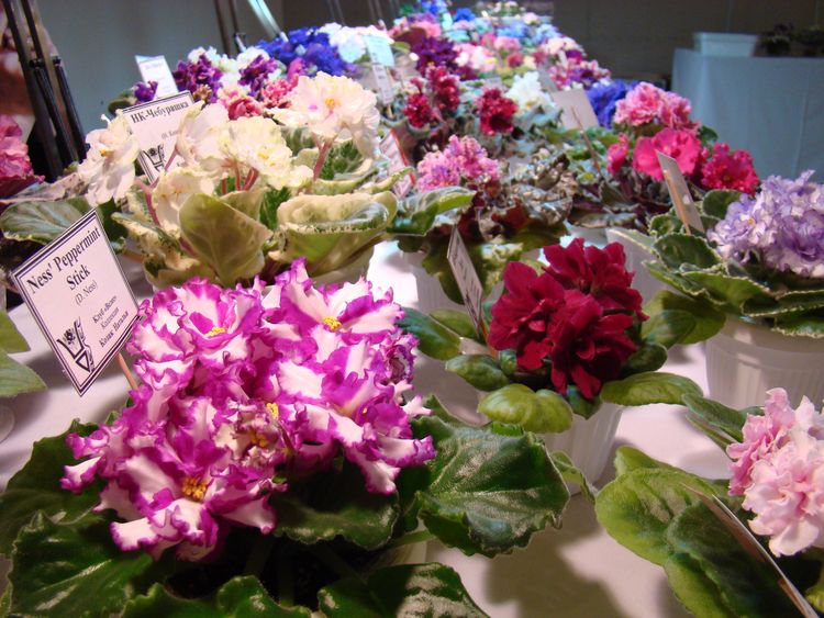 DSC04277.JPG