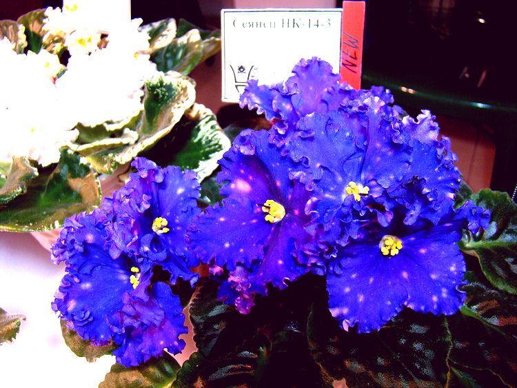 DSC04248.JPG
