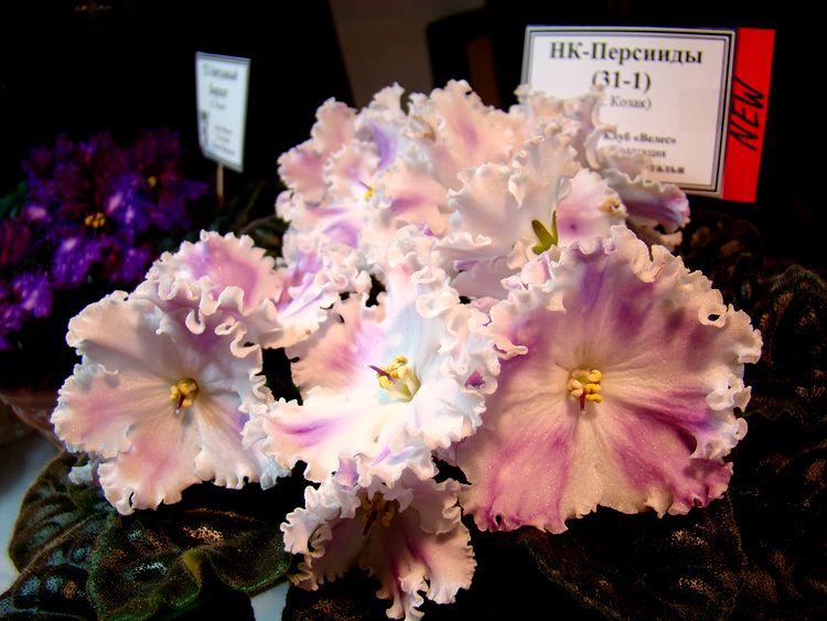 DSC04250.JPG