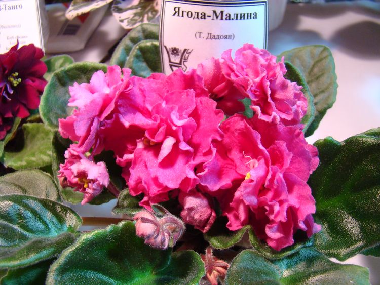 DSC04257.JPG