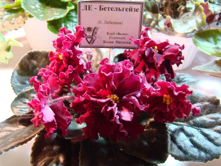 DSC04261.JPG