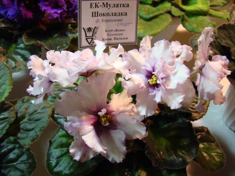 DSC04263.JPG