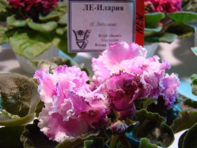 DSC04268.JPG