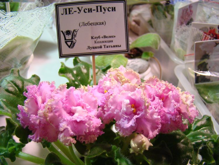 DSC04278.JPG