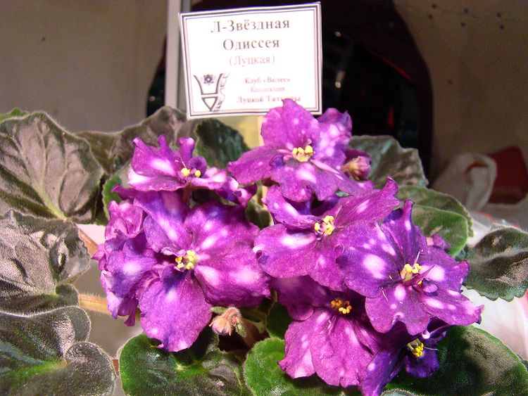 DSC04281.JPG