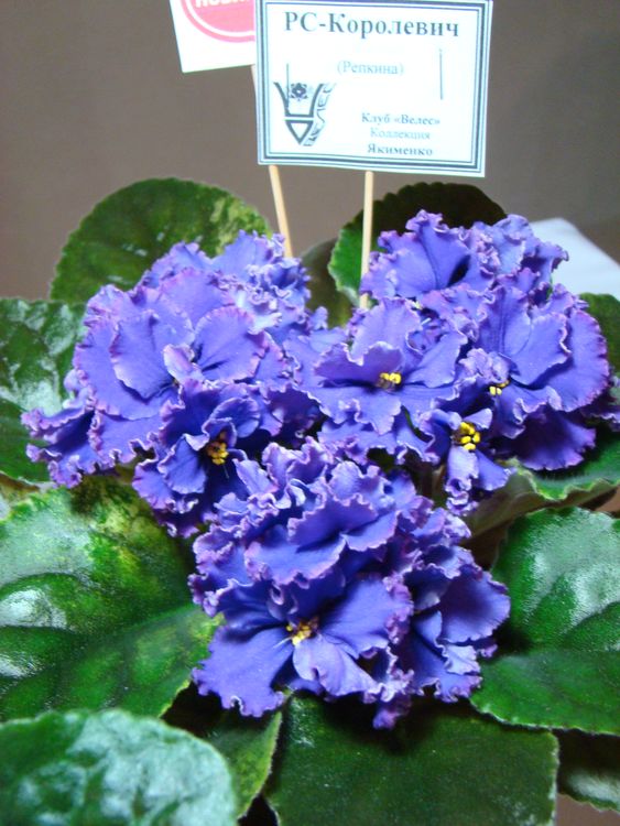 DSC04297.JPG