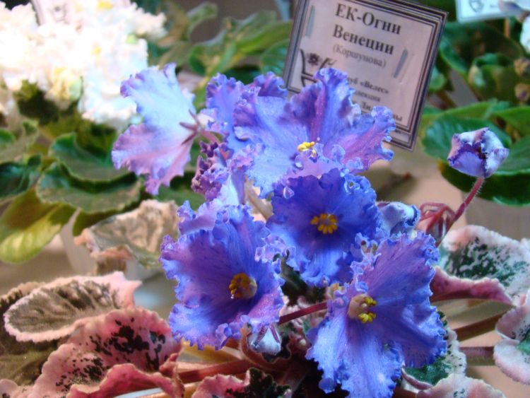 DSC04304.JPG
