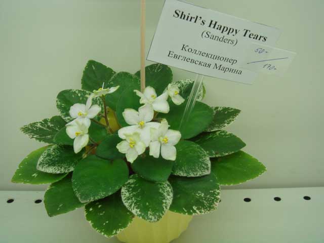 Shirl's-Happy-Tears.jpg