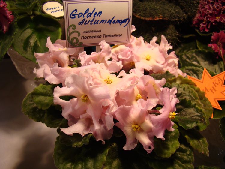 DSC04313.JPG