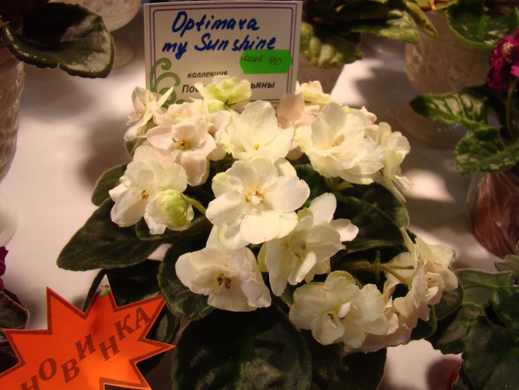 DSC04314.JPG