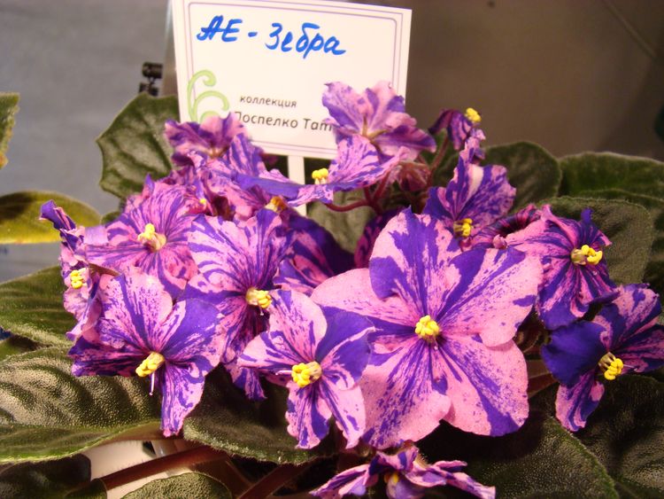 DSC04316.JPG