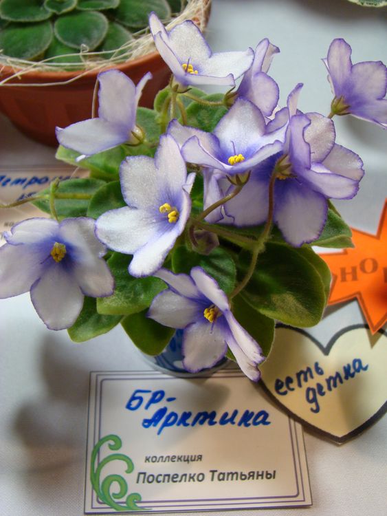 DSC04324.JPG