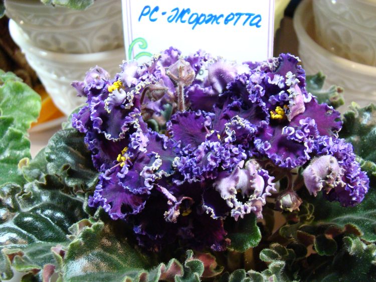DSC04320.JPG