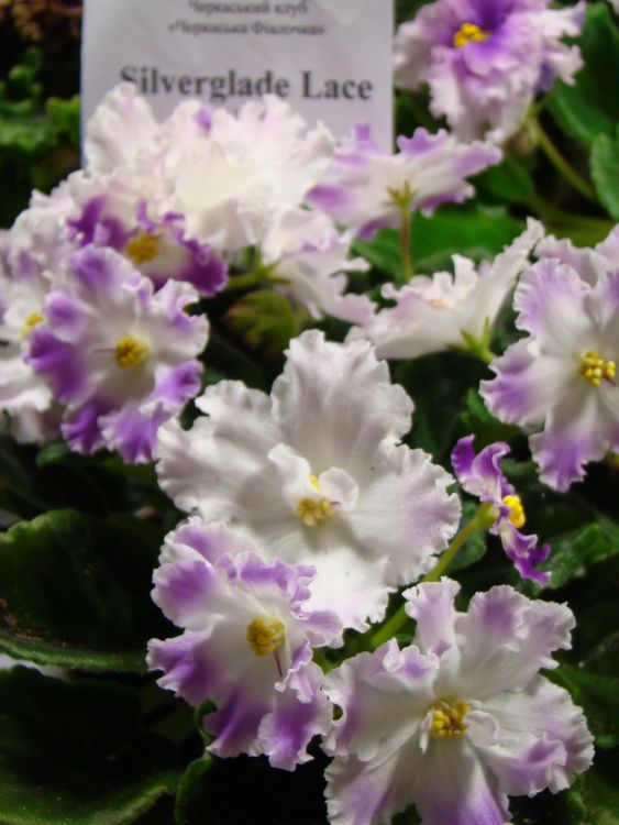 DSC04334.JPG
