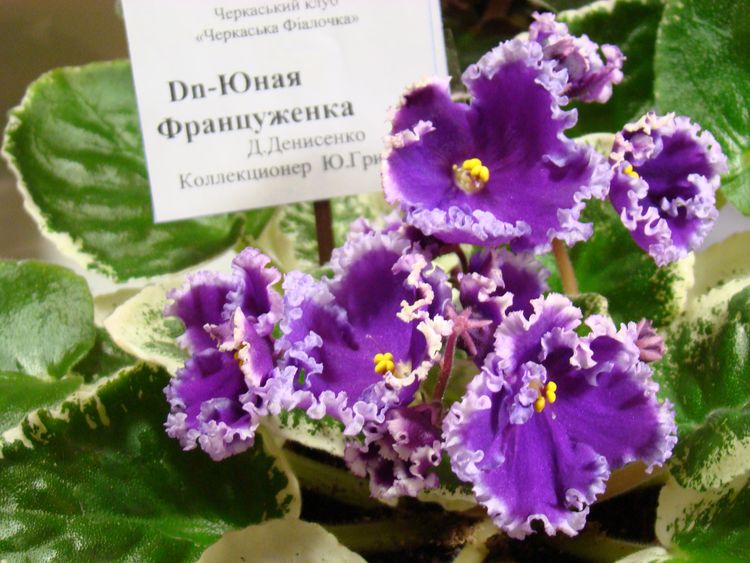 DSC04338.JPG