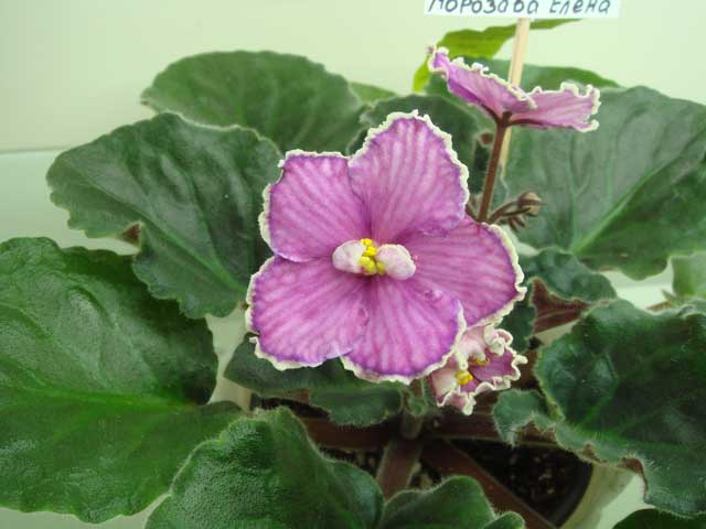 Sora-Adisson-Rose.jpg