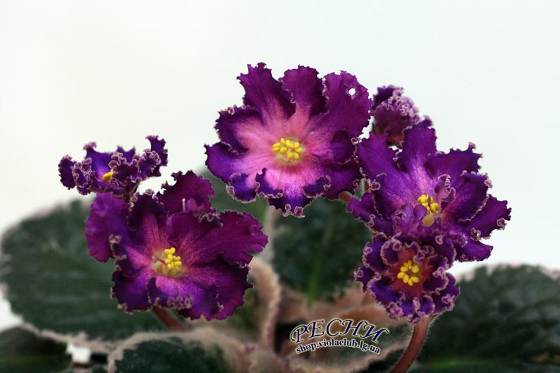 IMG_2861 копия.jpg
