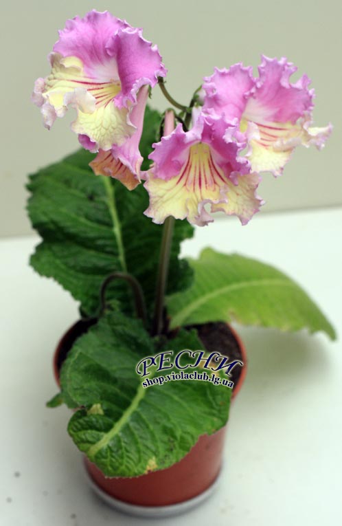 IMG_4940 копия.jpg