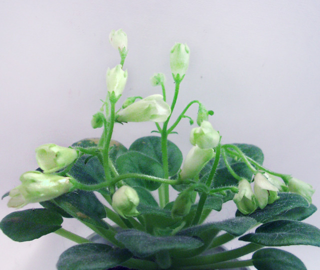 Emerald Bell.JPG