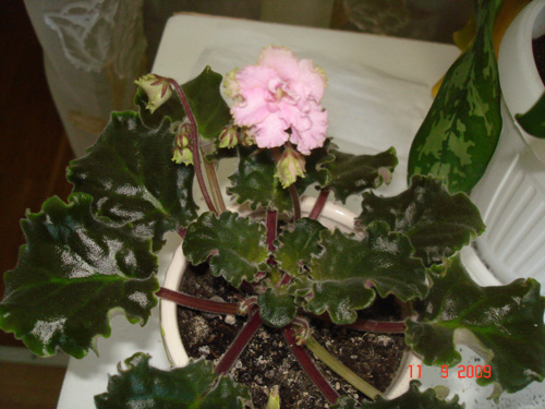 DSC04228.jpg