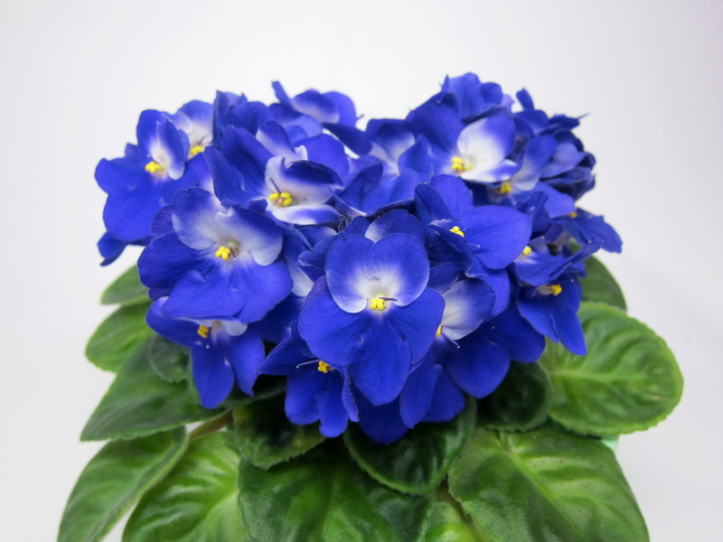 Humako Jasmine.JPG