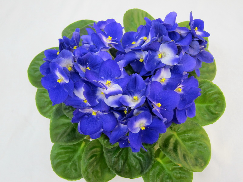 Humako Jasmine (Humako). Колл. М.Карпова.JPG