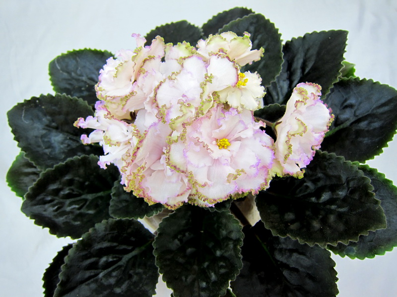 ЛЕ-Вивьен Ли (Е.Лебецкая). Колл. М.Тюрина.JPG