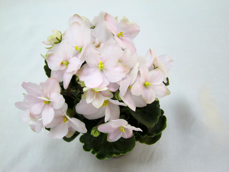 БР-Афина (Буркацкие). Колл. Н.Старостенко.JPG