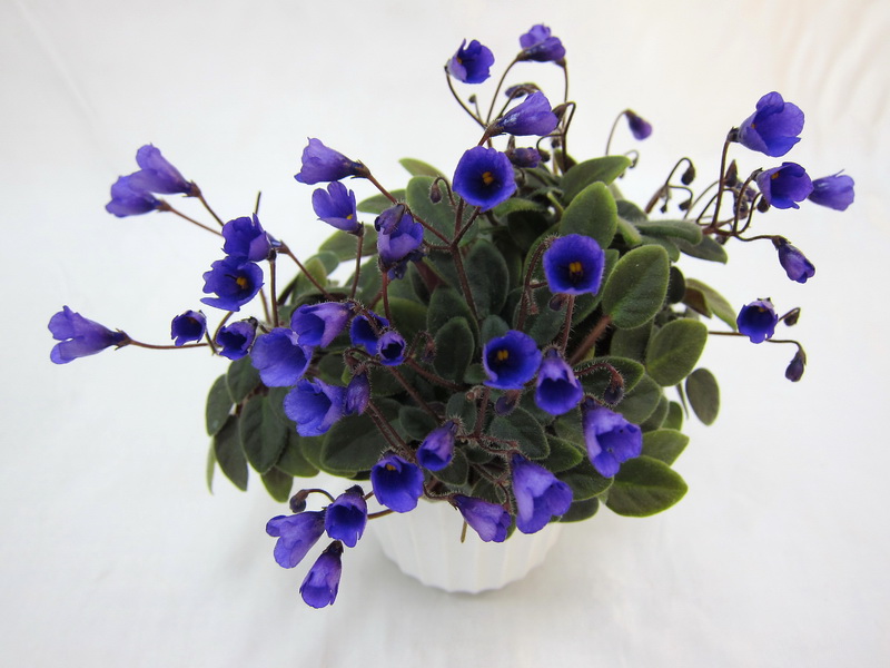 Vallarta Campanas Moradas (G.Beck). Колл. М.Карпова.JPG