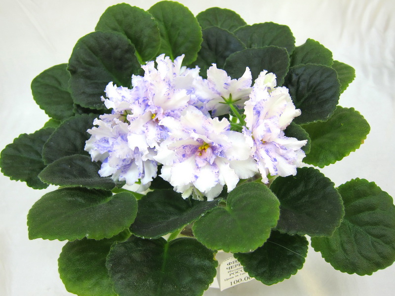 Neptune's Jewels (LLGSorano). Колл. Т.Копейкина.JPG